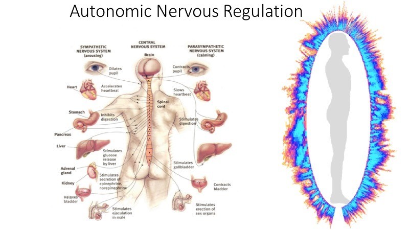 Autonomic Nervous Regulation
